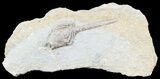 Macrocrinus Crinoid With Long Anal Tube - Indiana #55168-1